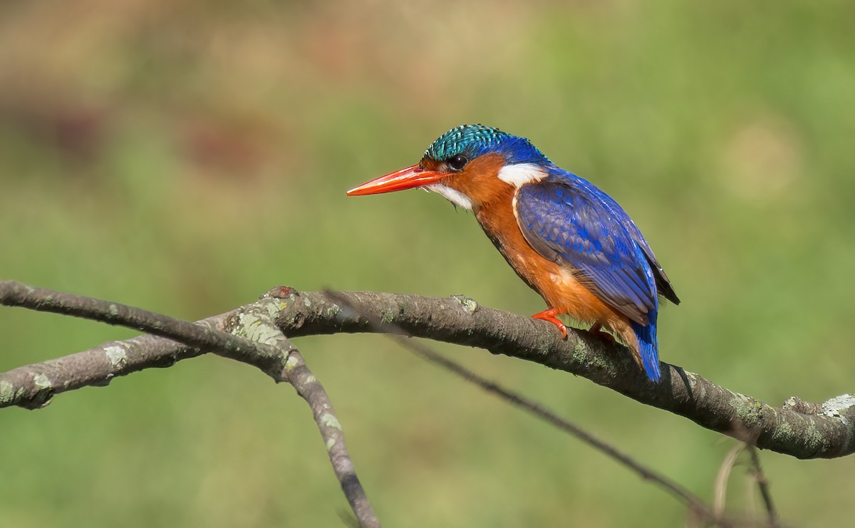 Malachite Kingfisher - ML634082169
