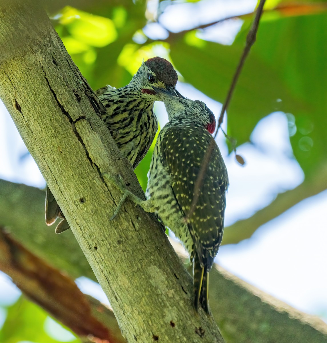 Cardinal Woodpecker - ML634082183
