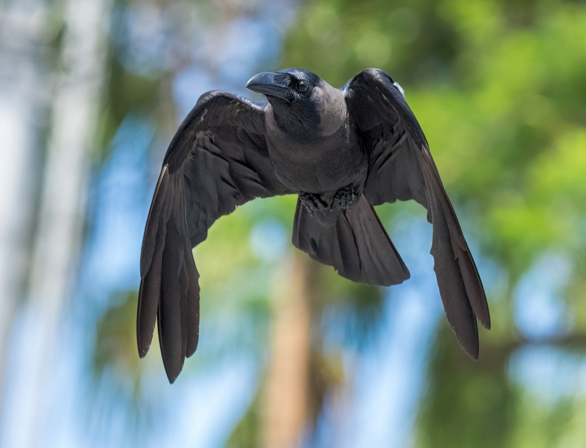 House Crow - ML634082187