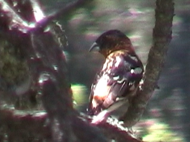 Black-headed Grosbeak - ML634082304