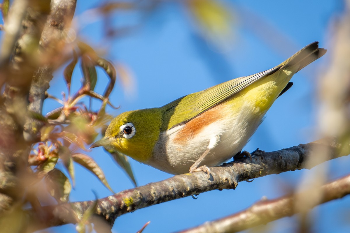 Chestnut-flanked White-eye - ML634082331