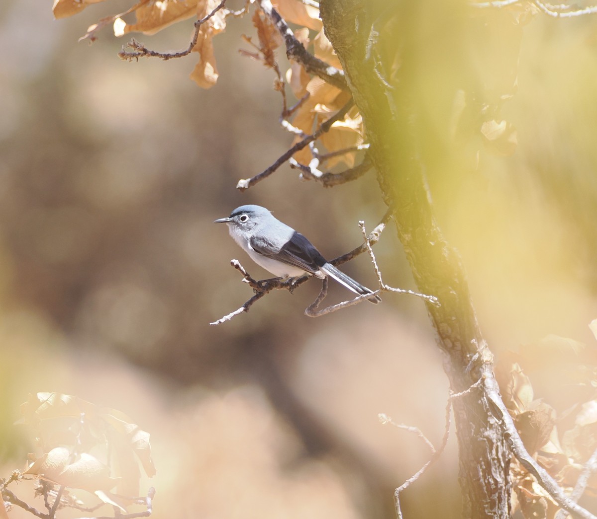ברחשית כחלחלה - ML634082341