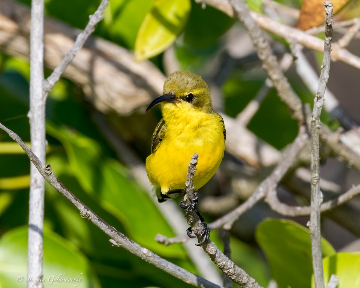 Sahul Sunbird - ML634082373