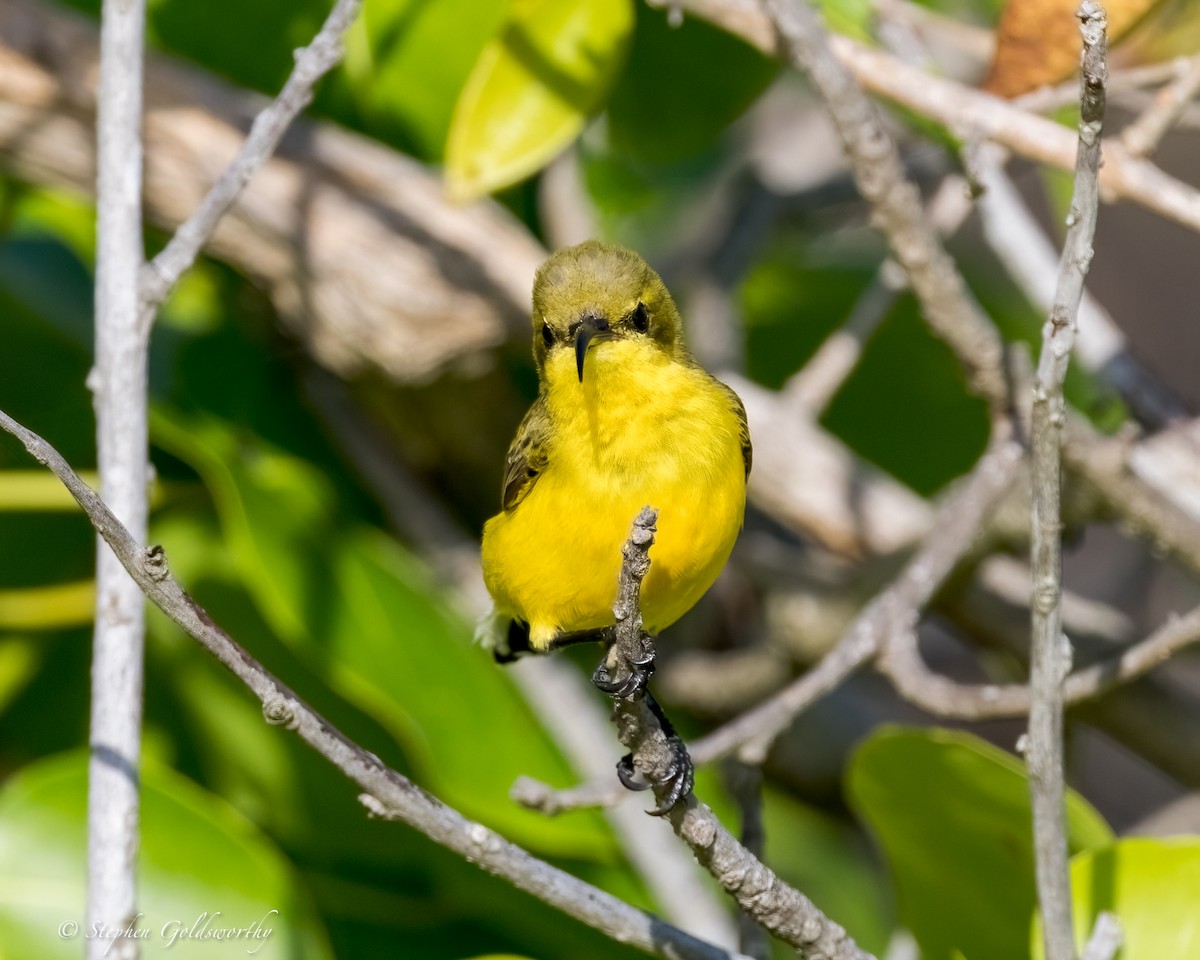Sahul Sunbird - ML634082374