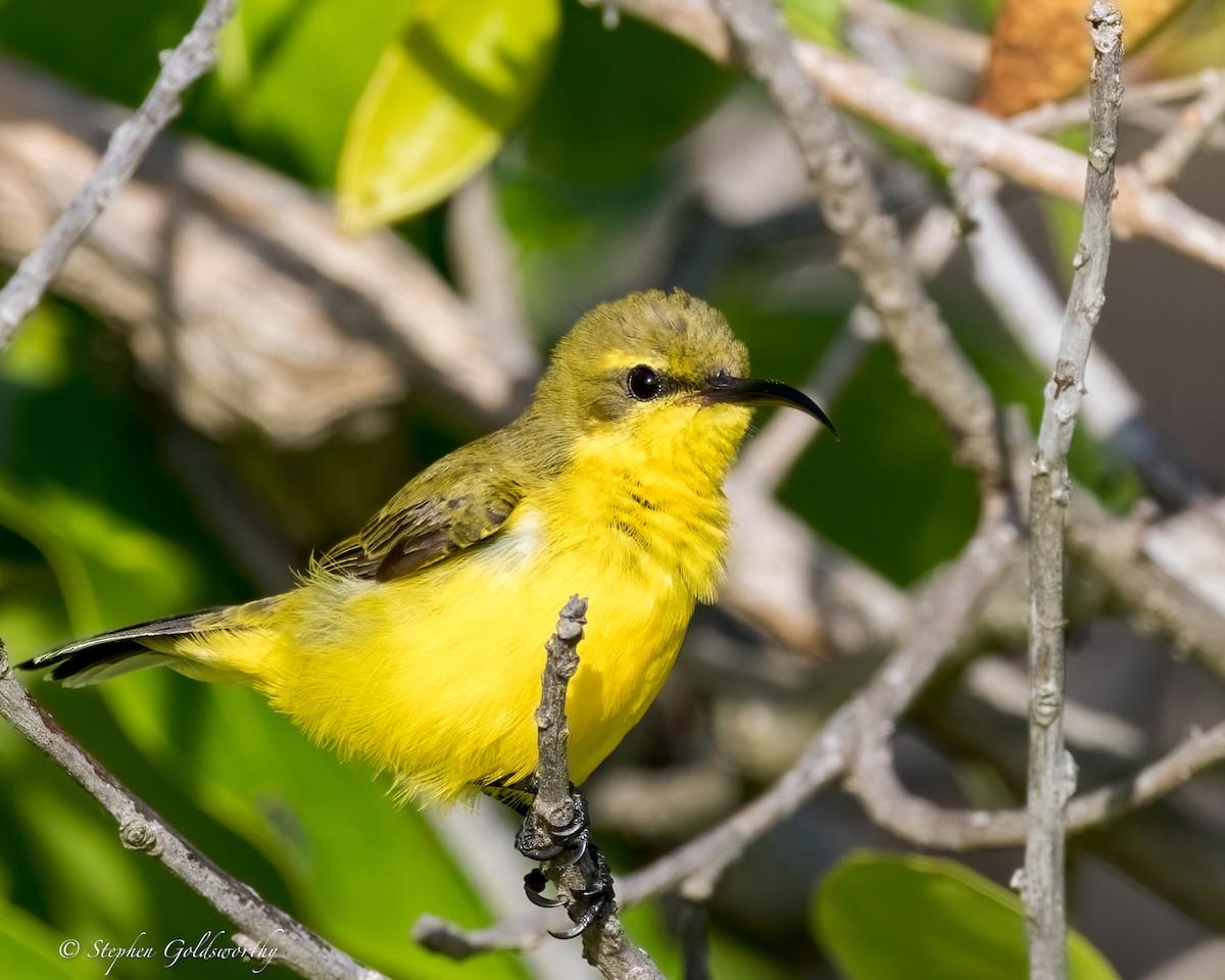 Sahul Sunbird - ML634082375