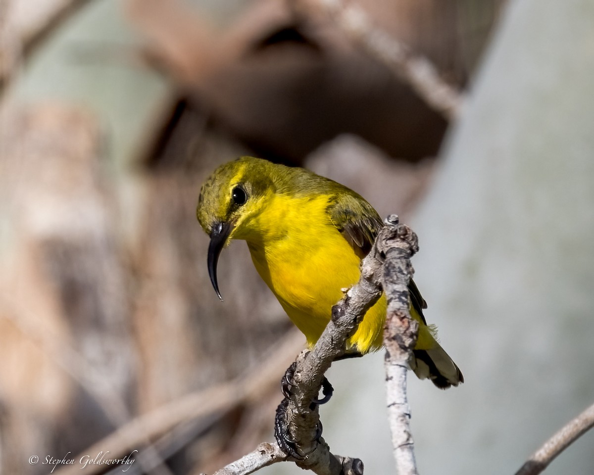 Sahul Sunbird - ML634082376