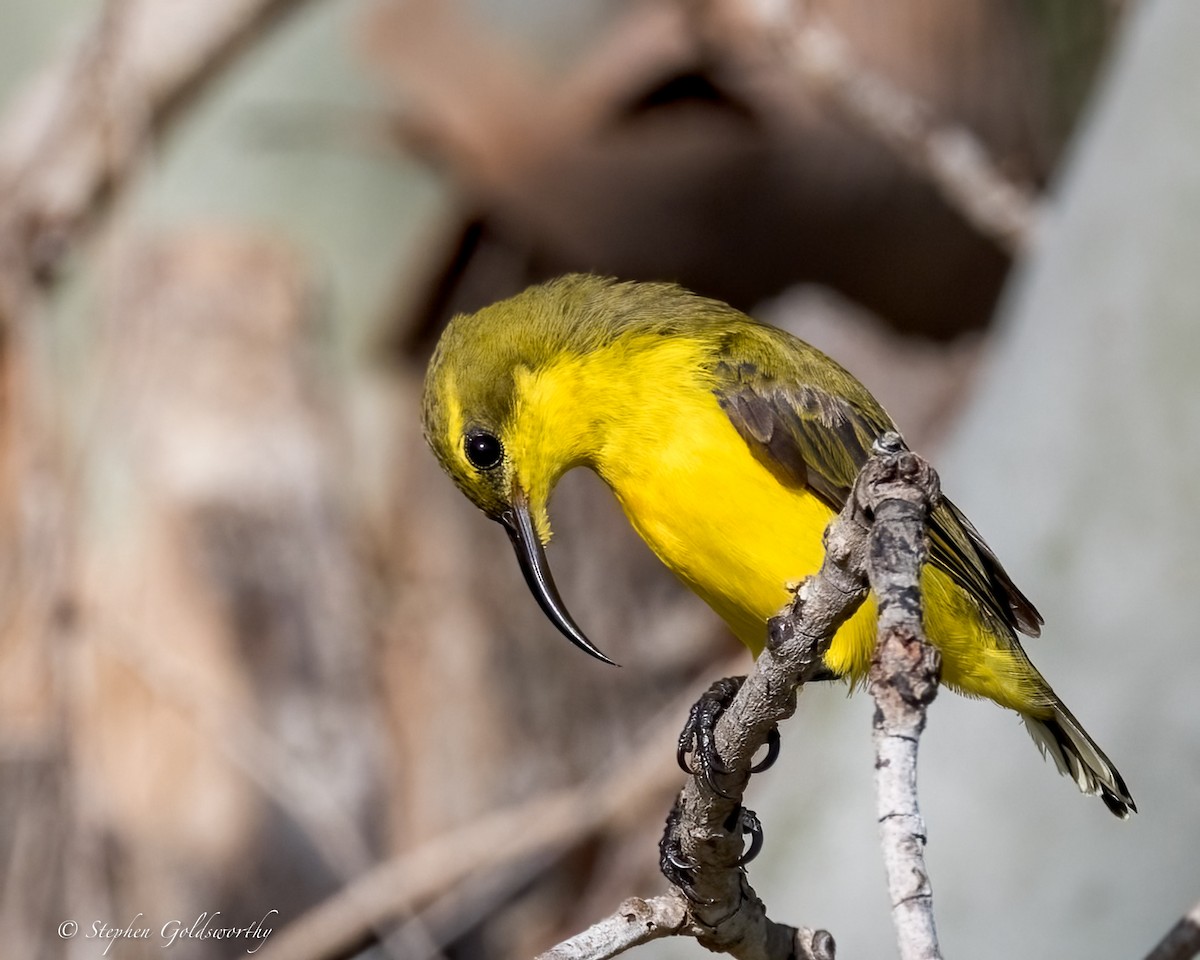 Sahul Sunbird - ML634082378