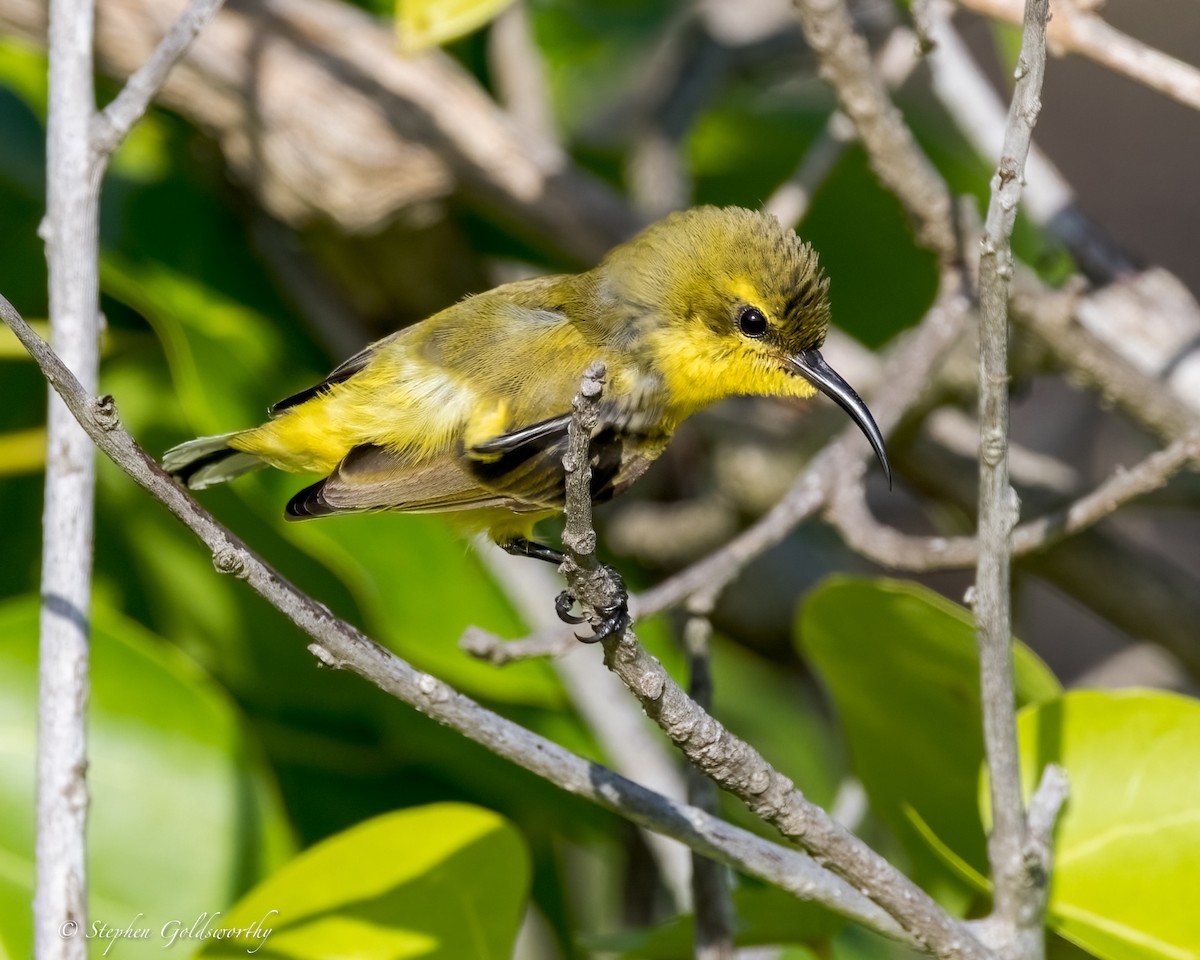 Sahul Sunbird - ML634082379