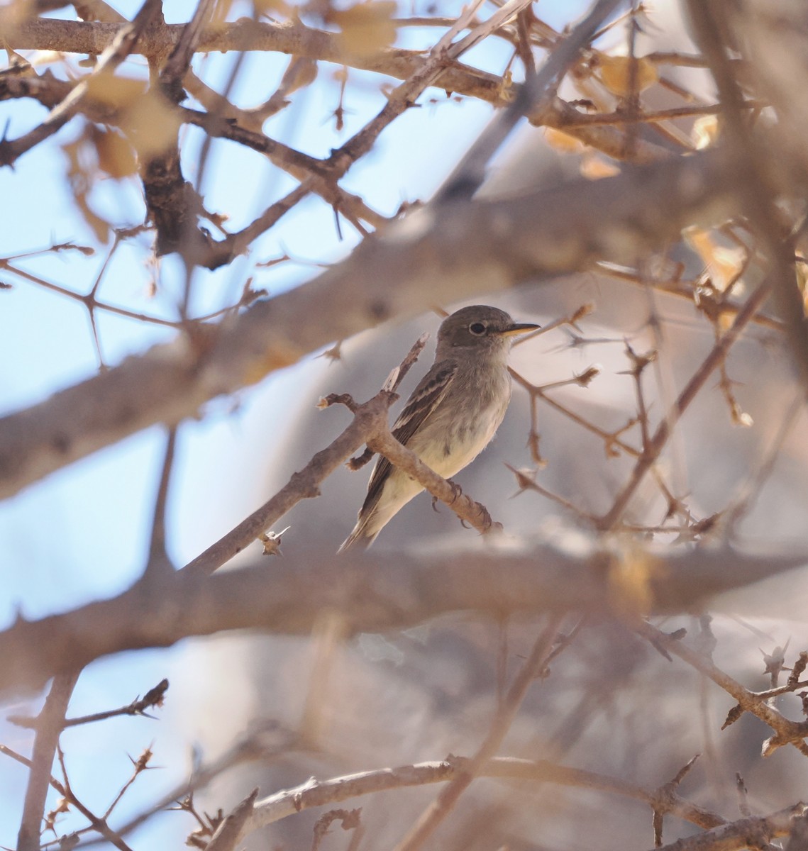 Gray Flycatcher - ML634082405
