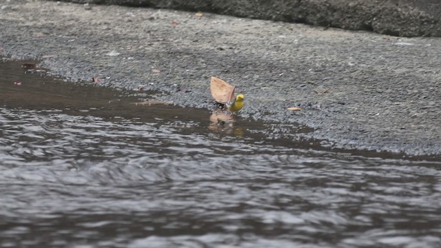 キガシラセキレイ - ML634082412