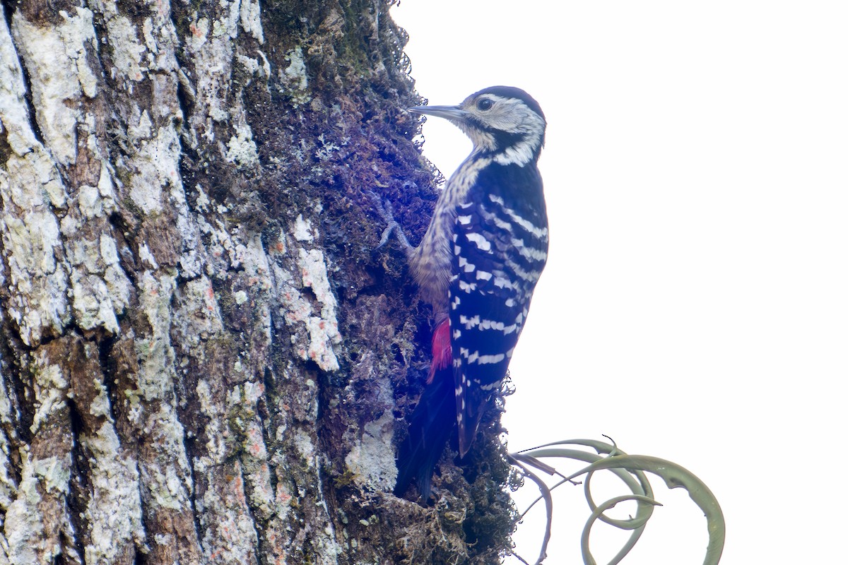Stripe-breasted Woodpecker - ML634082418