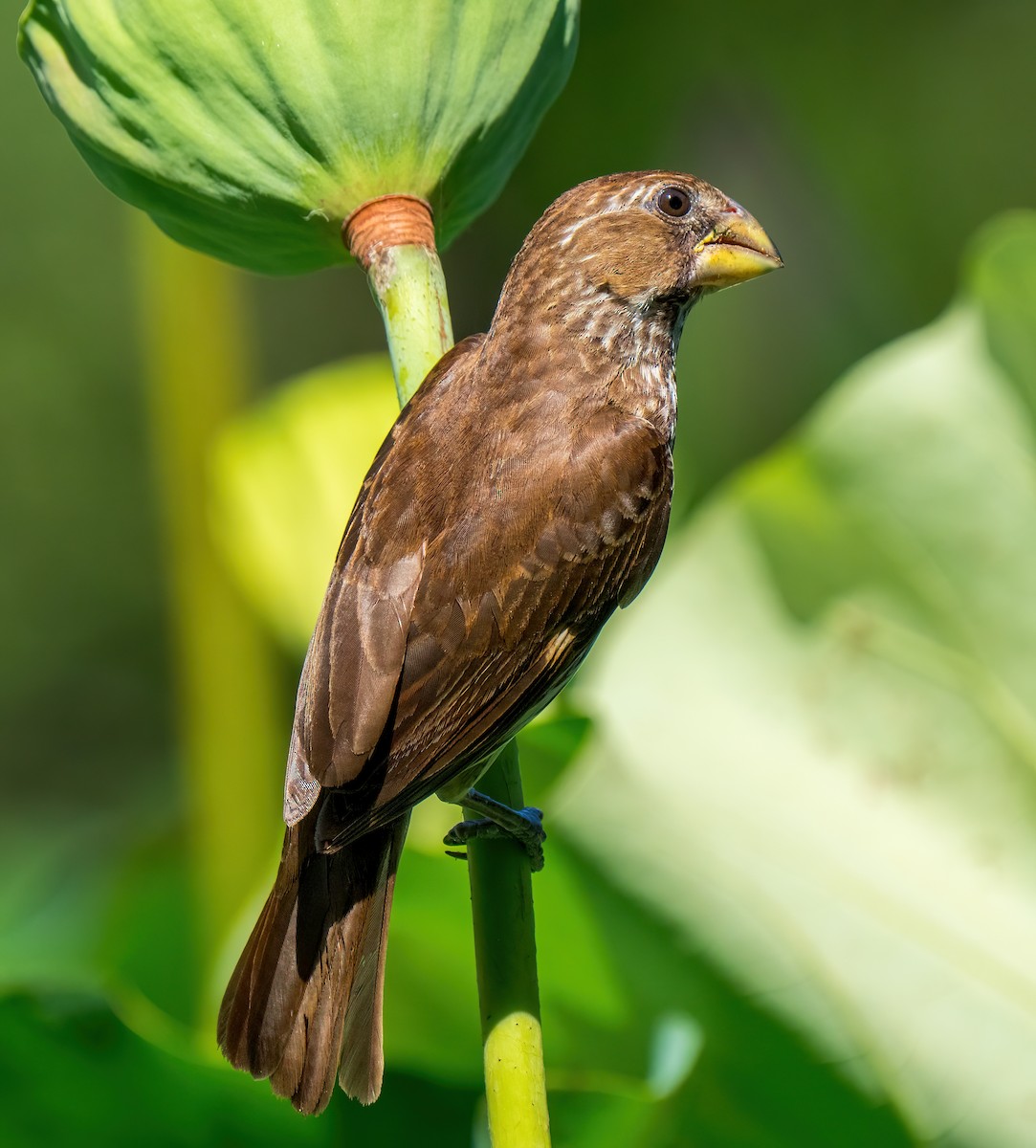 Grosbeak Weaver - ML634082434