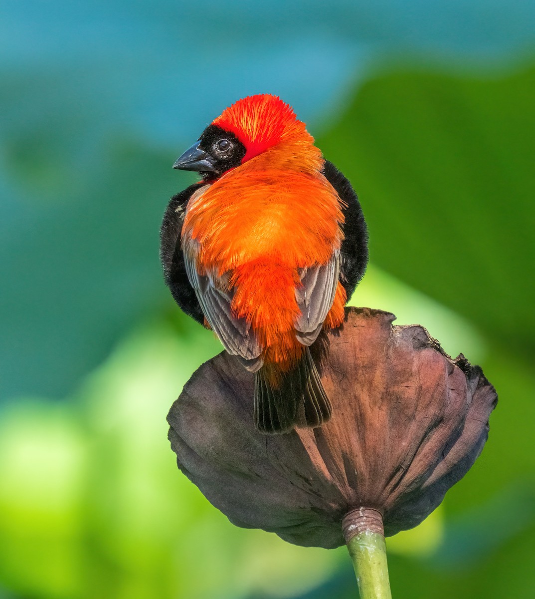 Southern Red Bishop - ML634082443