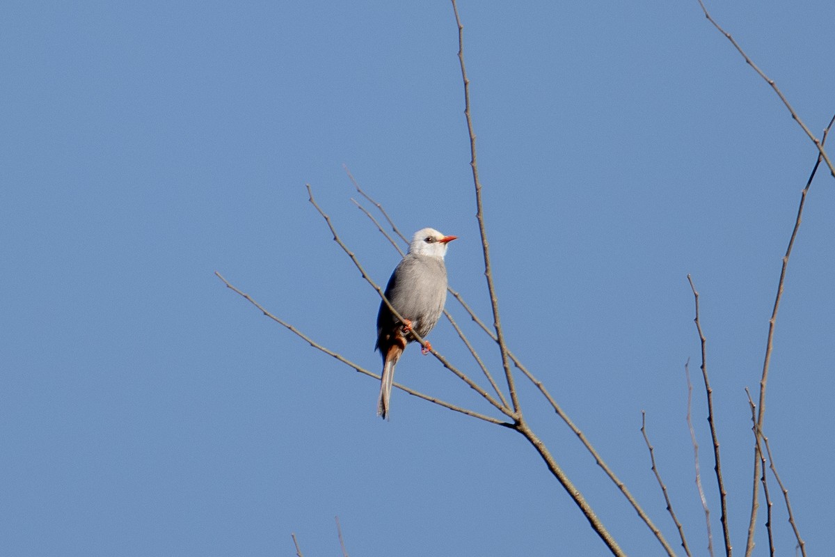 White-headed Bulbul - ML634082448