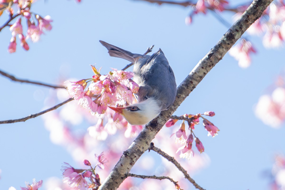 White-headed Bulbul - ML634082451