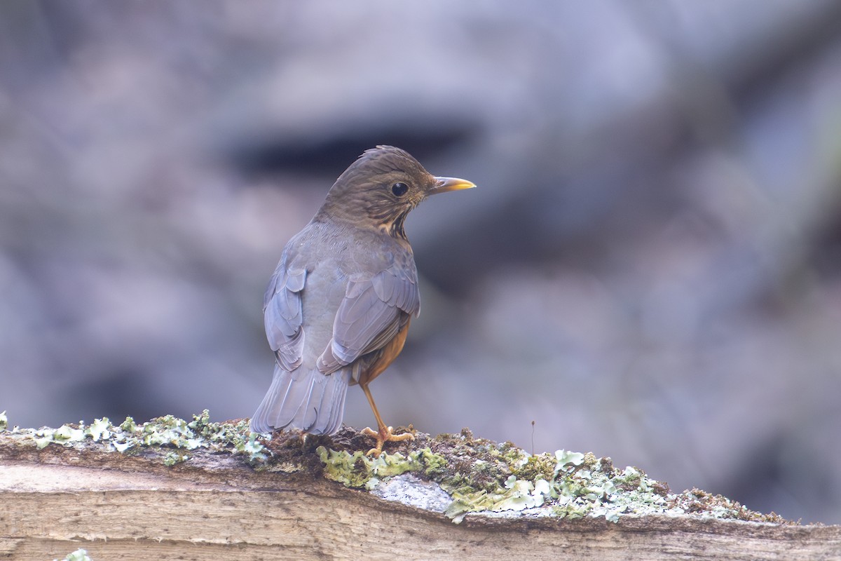 Black-breasted Thrush - ML634082472