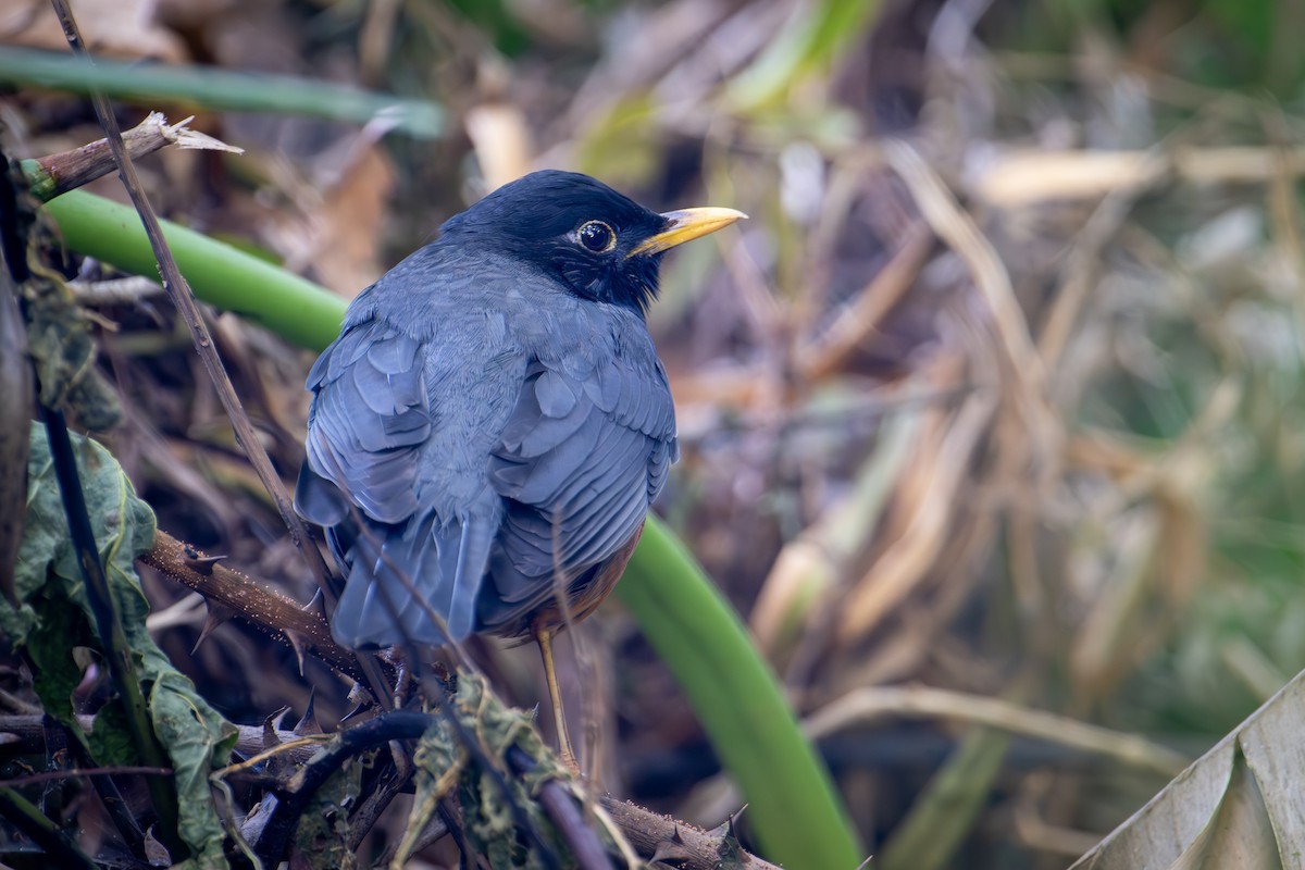 Black-breasted Thrush - ML634082474