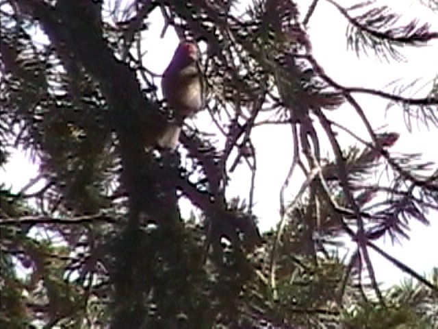 Colima Warbler - ML634082478