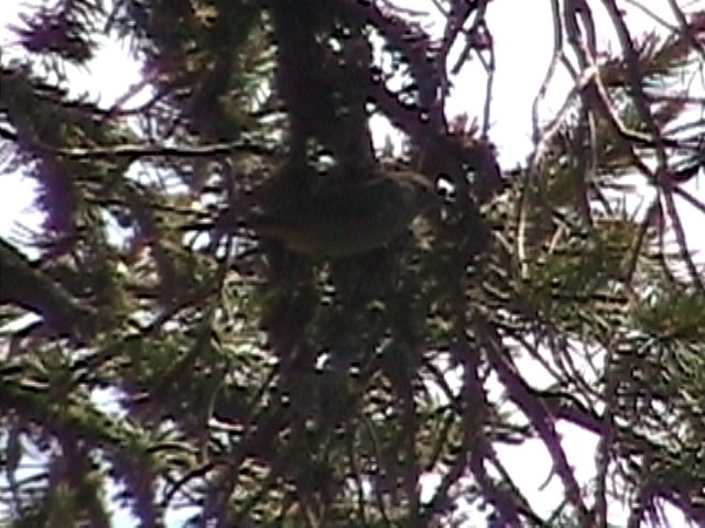 Colima Warbler - ML634082479
