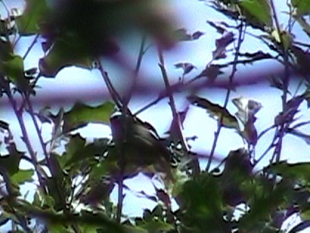 Colima Warbler - ML634082480