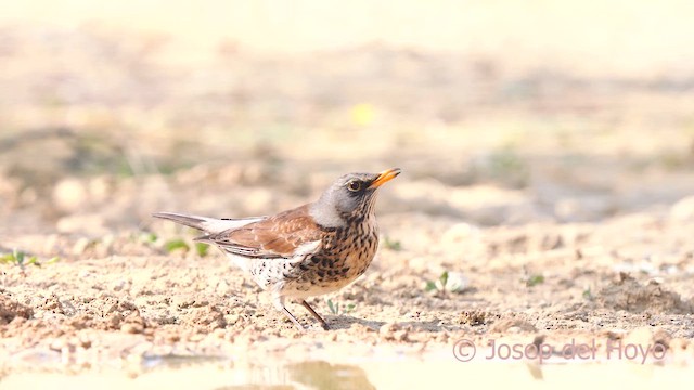 Fieldfare - ML634082540