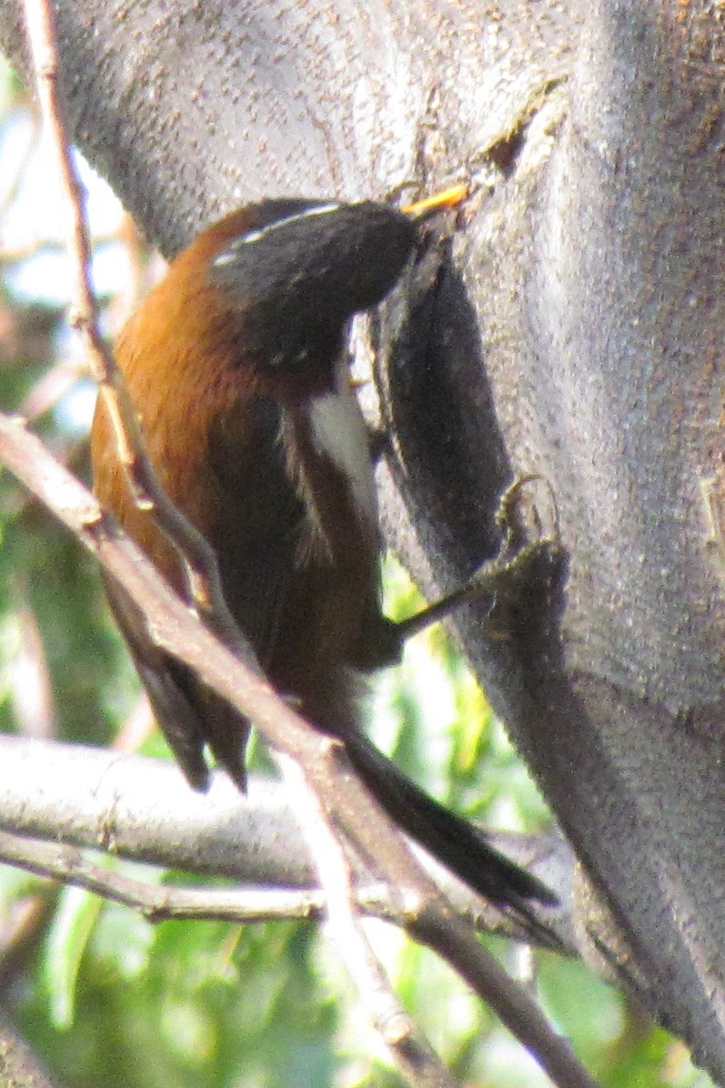 Javan Scimitar-Babbler - ML634082576