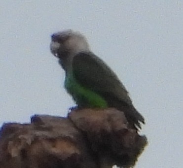 Brown-necked Parrot (Gray-headed) - ML634082698