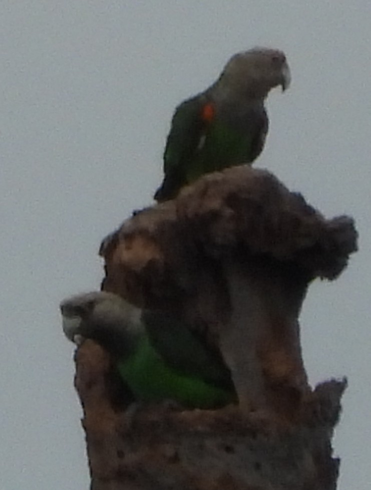 Brown-necked Parrot (Gray-headed) - ML634082699