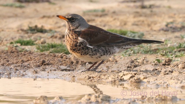 Fieldfare - ML634082789