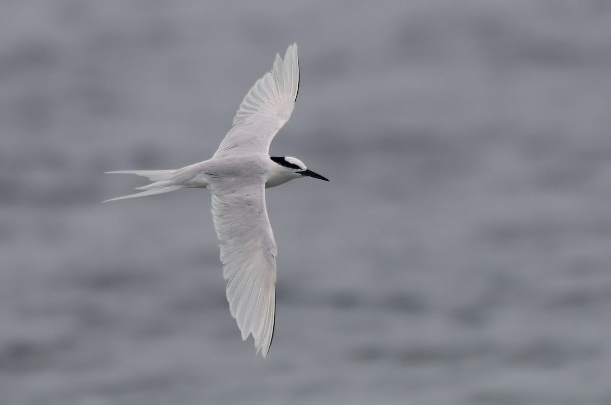 Black-naped Tern - ML634082808