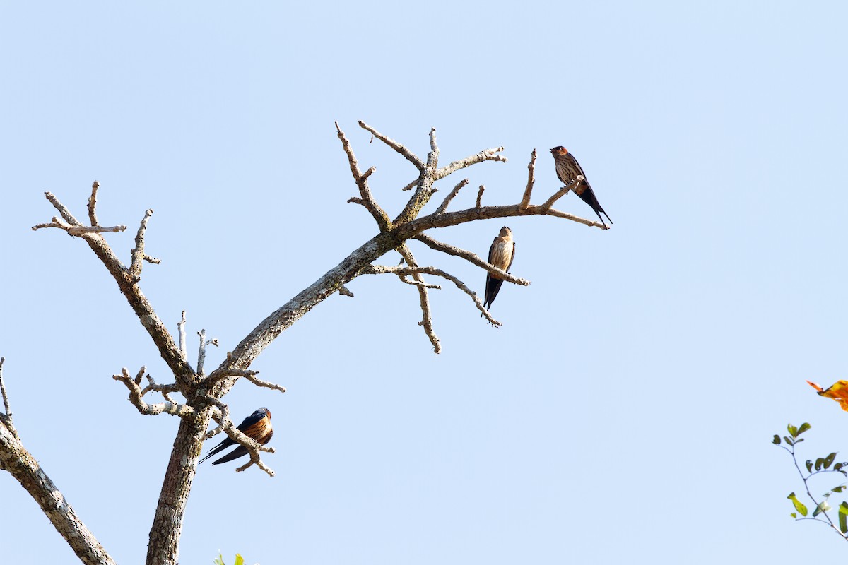 Eastern Red-rumped Swallow (Striated) - ML634082839