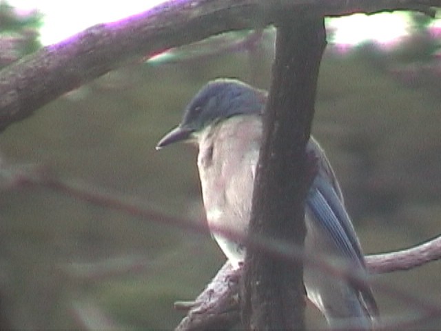 Mexican Jay (Couch's) - ML634082843