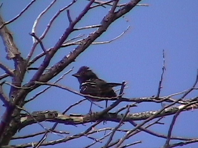 Spotted Towhee (maculatus Group) - ML634082869
