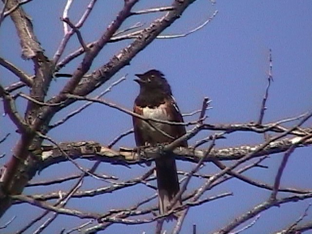 Spotted Towhee (maculatus Group) - ML634082870