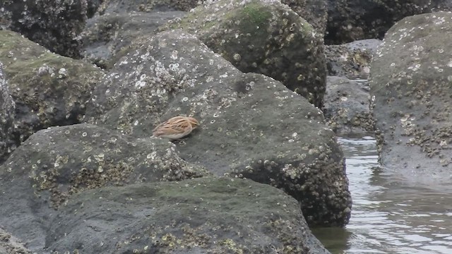 Reed Bunting - ML634082903