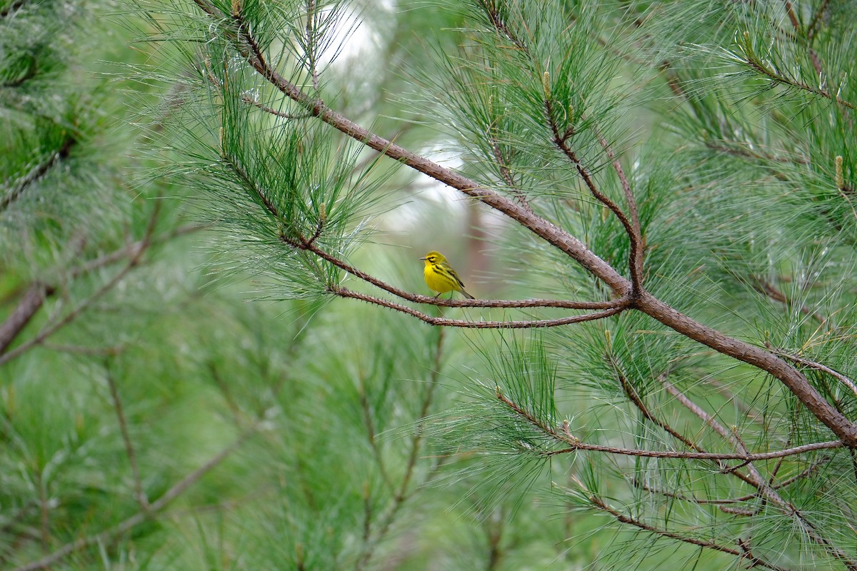 Prairie Warbler - ML634082908