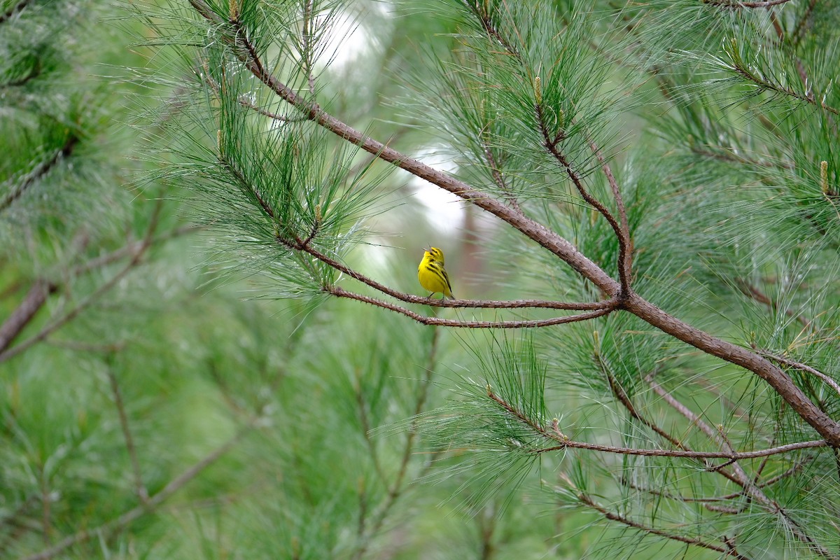 Prairie Warbler - ML634082909