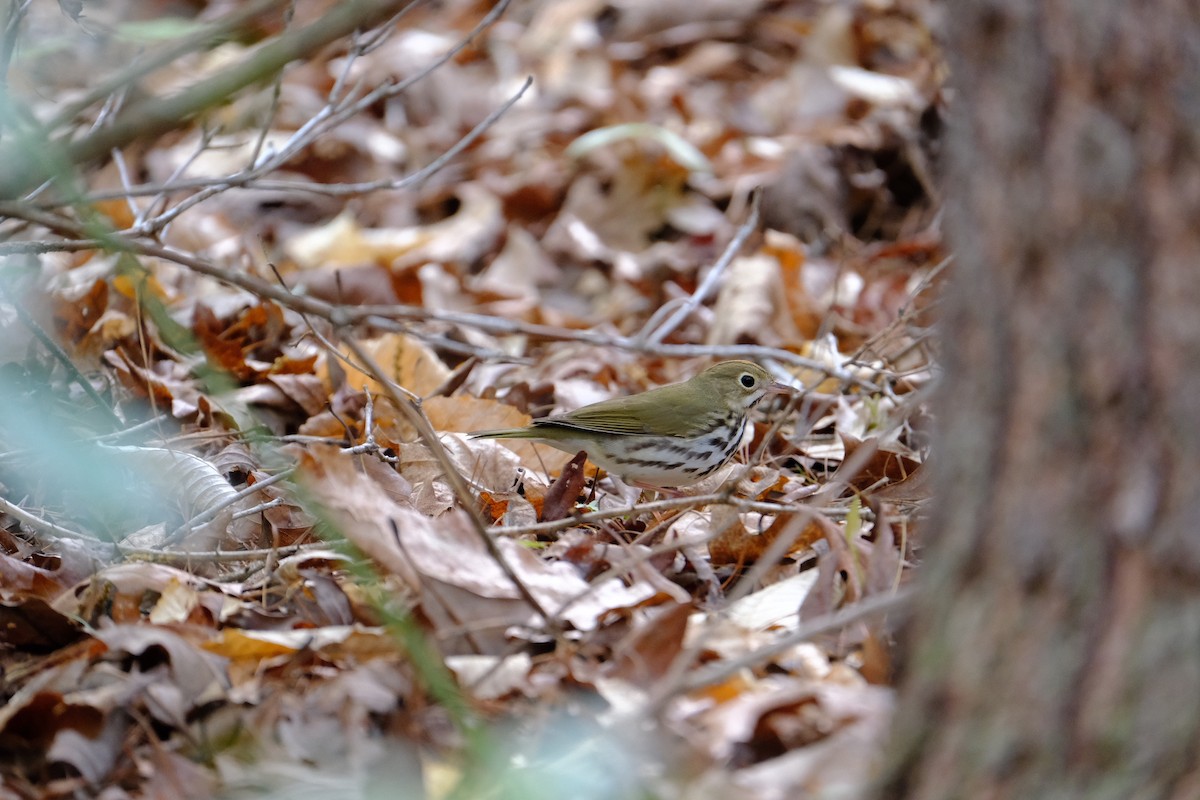 Ovenbird - ML634082925