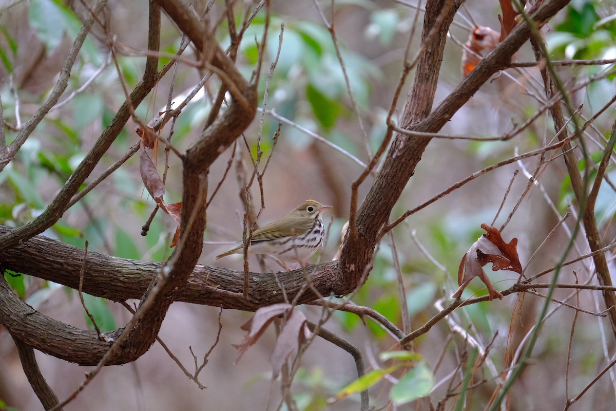 Ovenbird - ML634082926