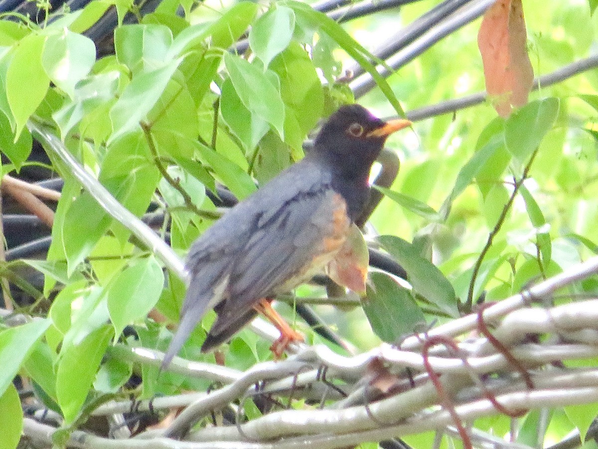 Black-breasted Thrush - ML634082991
