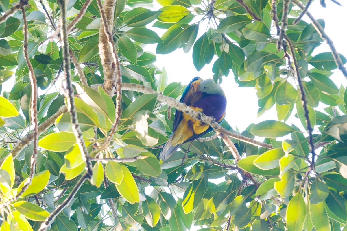 Wompoo Fruit-Dove - ML634083024