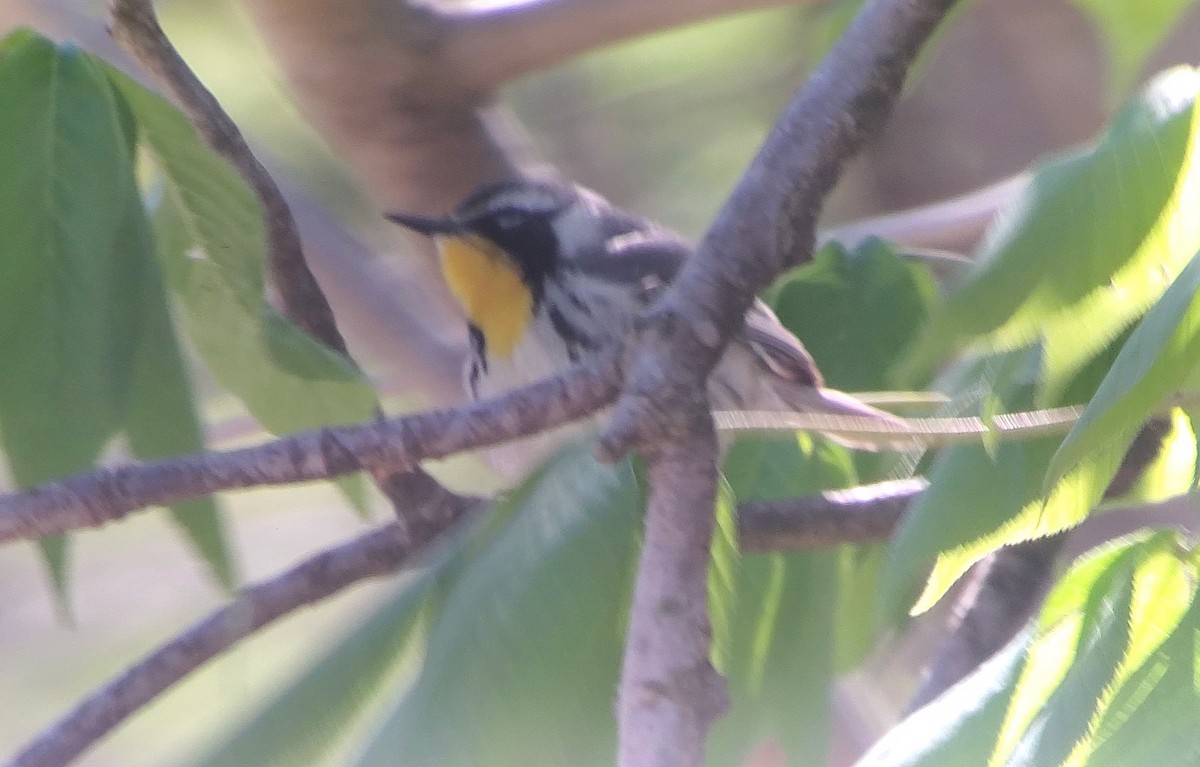 Yellow-throated Warbler - ML634083040