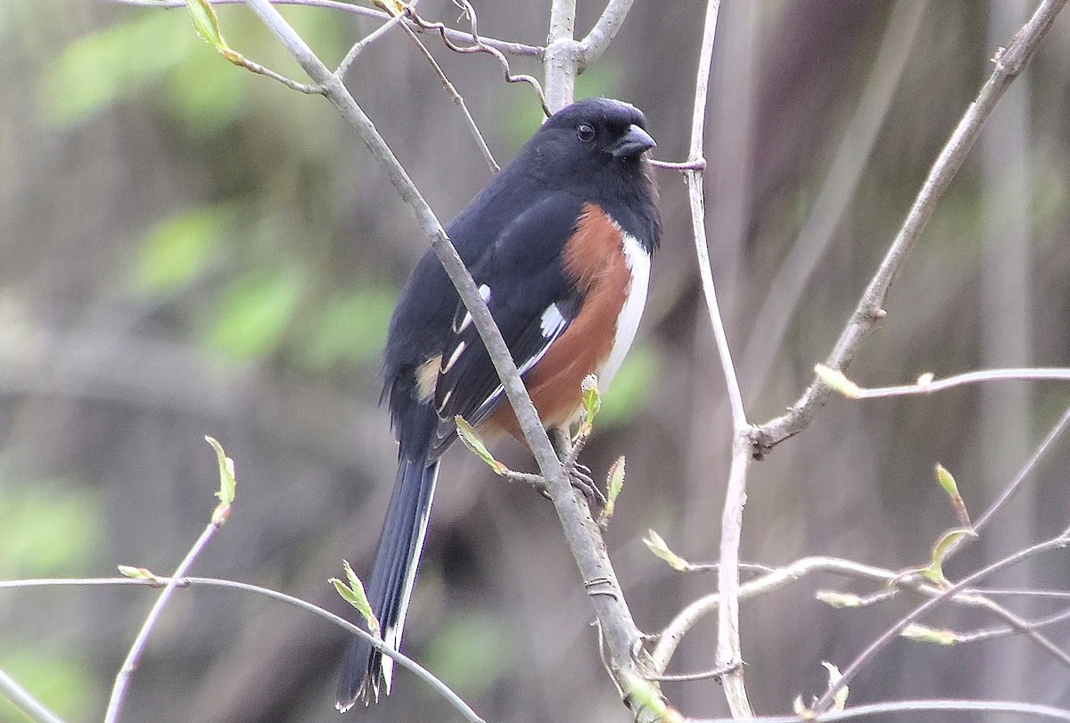 Eastern Towhee - ML634083082