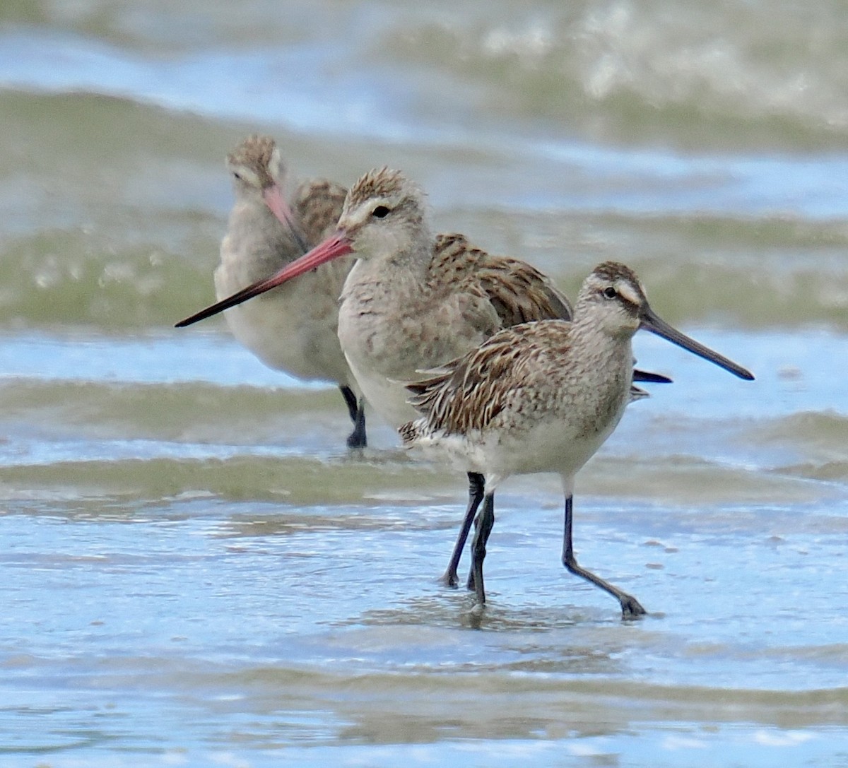 Asian Dowitcher - ML634083119
