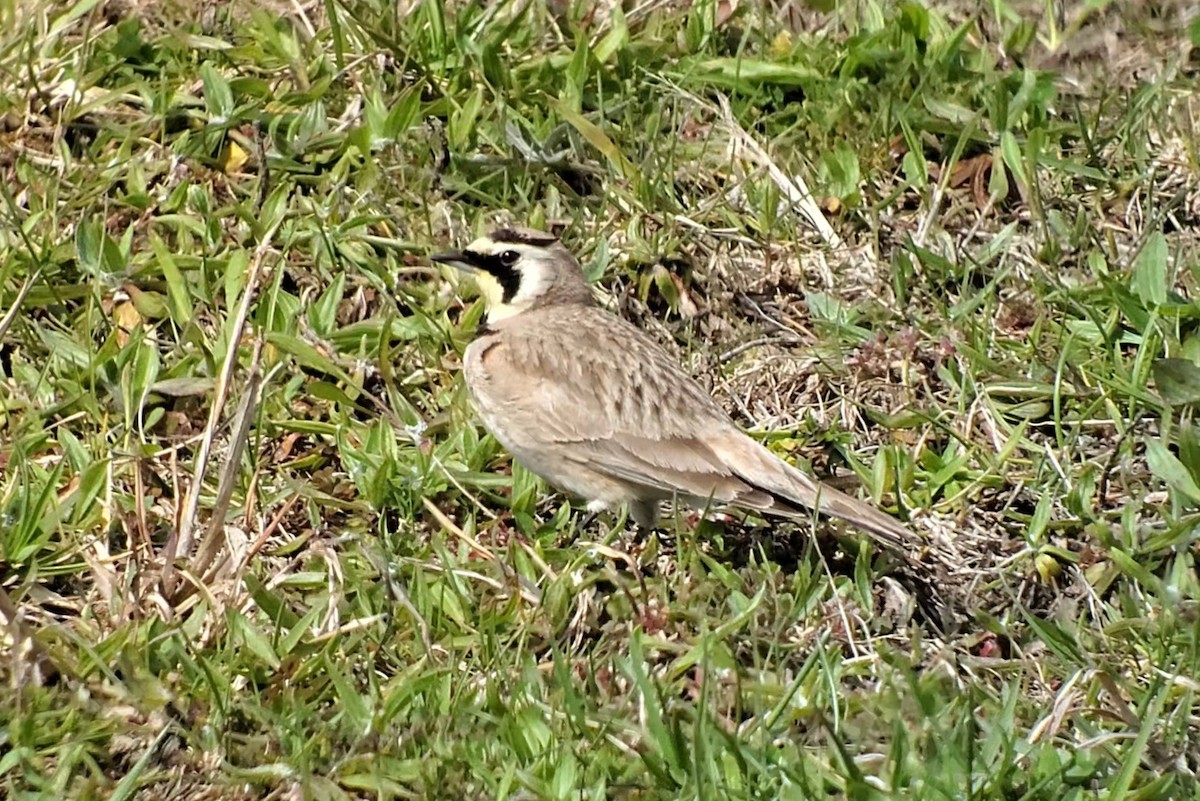 Horned Lark - ML634083121