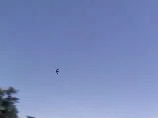 White-throated Swift - ML634083222