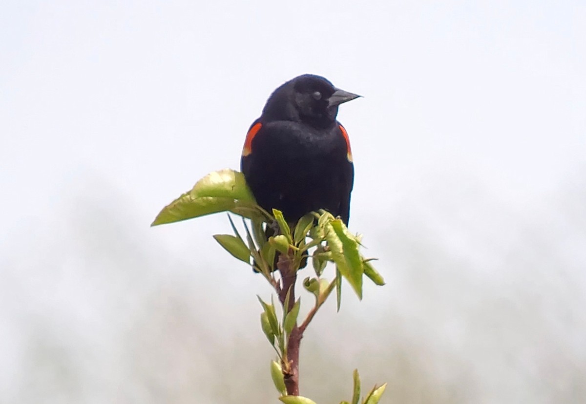 Red-winged Blackbird (Red-winged) - ML634083227