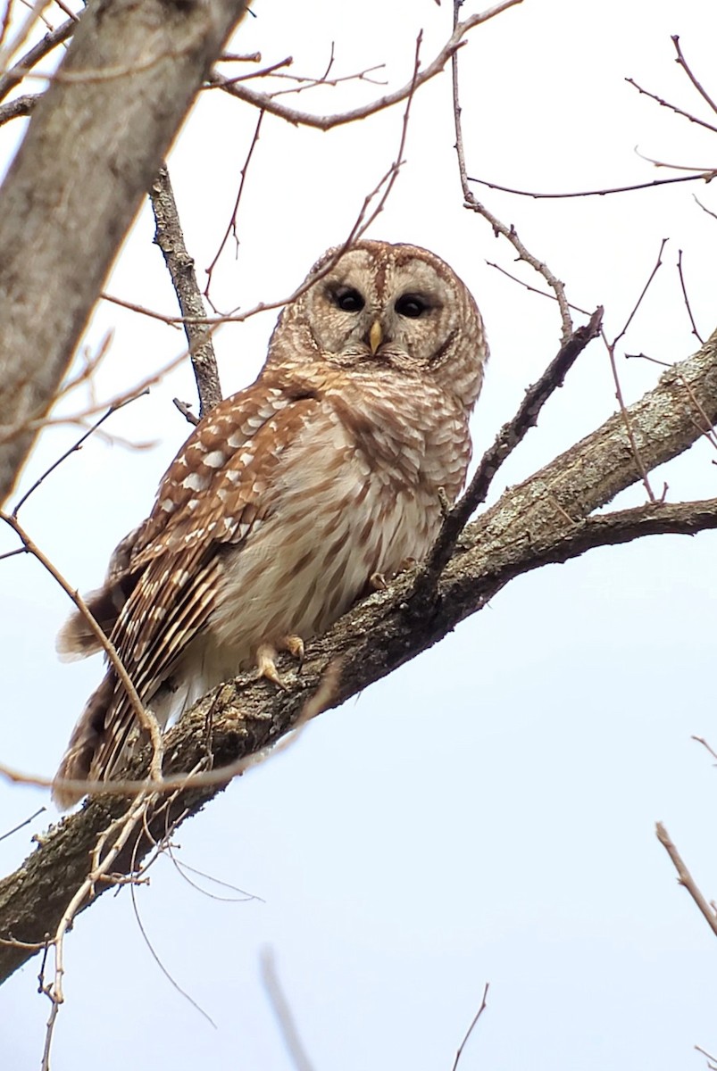 Barred Owl - ML634083240