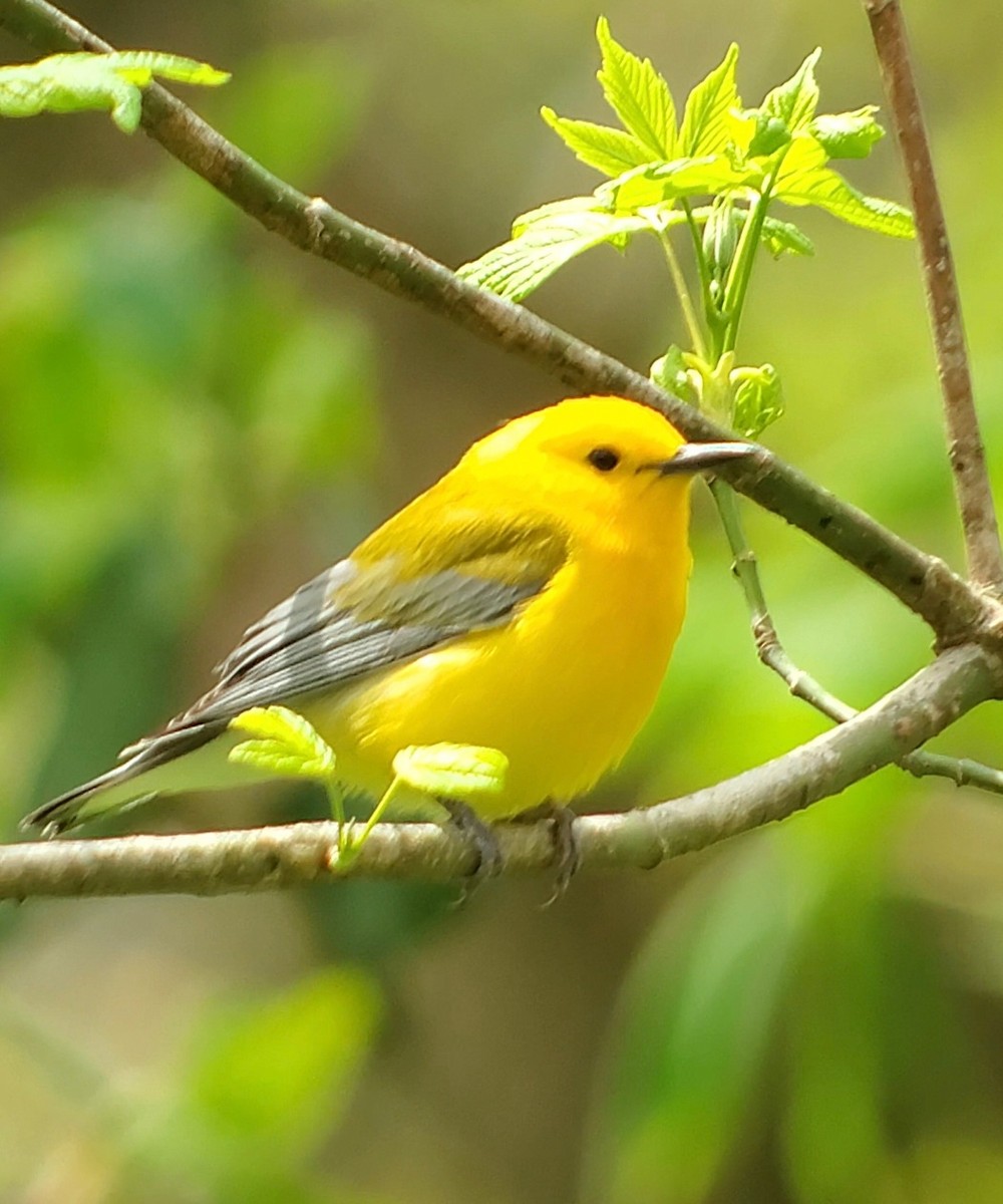 Prothonotary Warbler - ML634083247