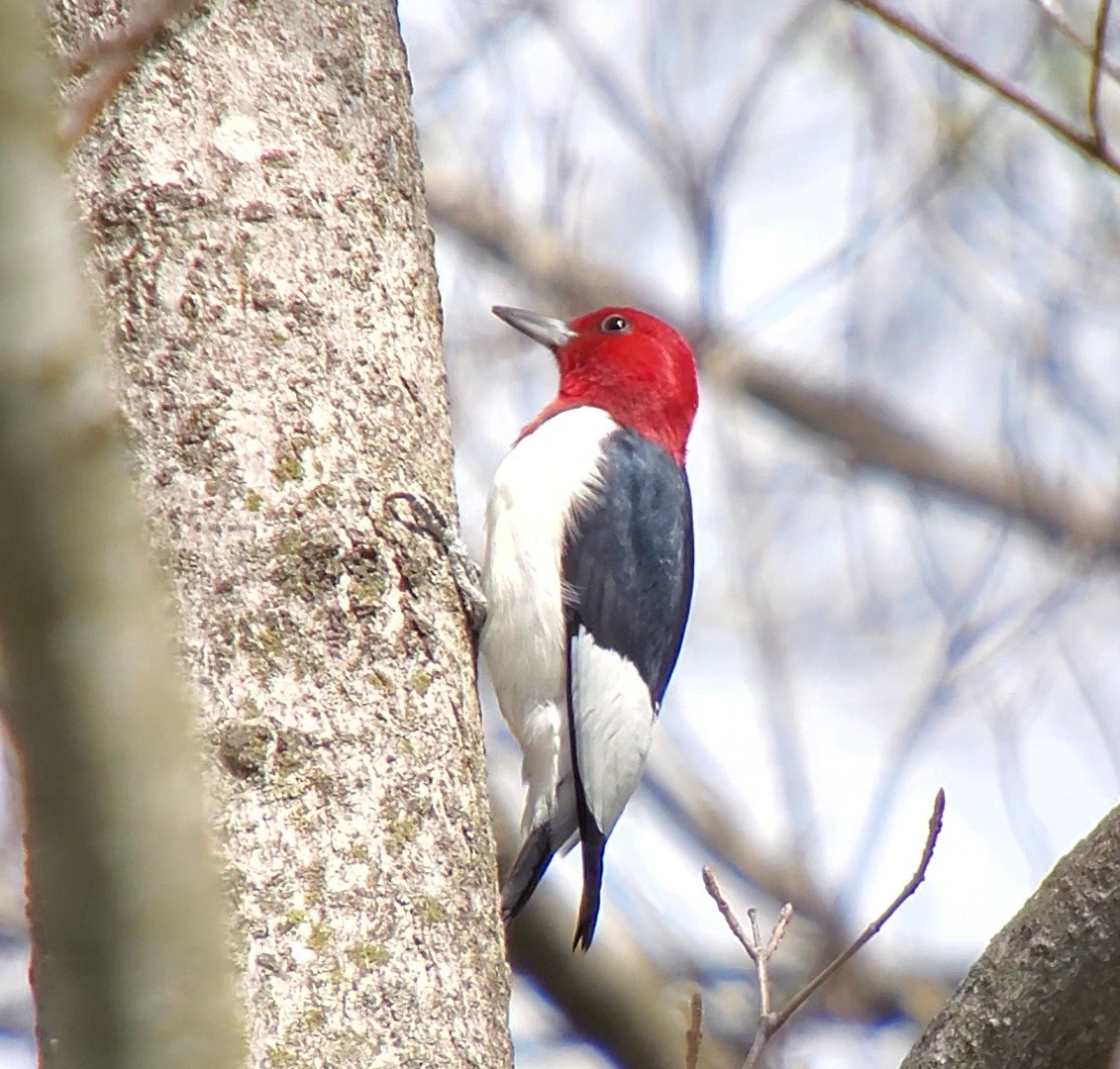 Red-headed Woodpecker - ML634083278
